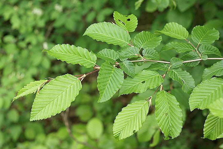 Carpinus betulus L. © PACHES Gilles