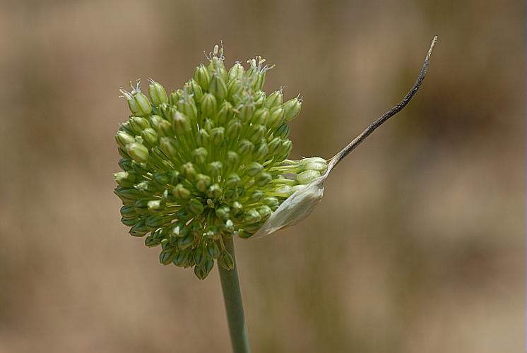 Allium scaberrimum J.Serres, 1857 © DALMAS Jean-Pierre