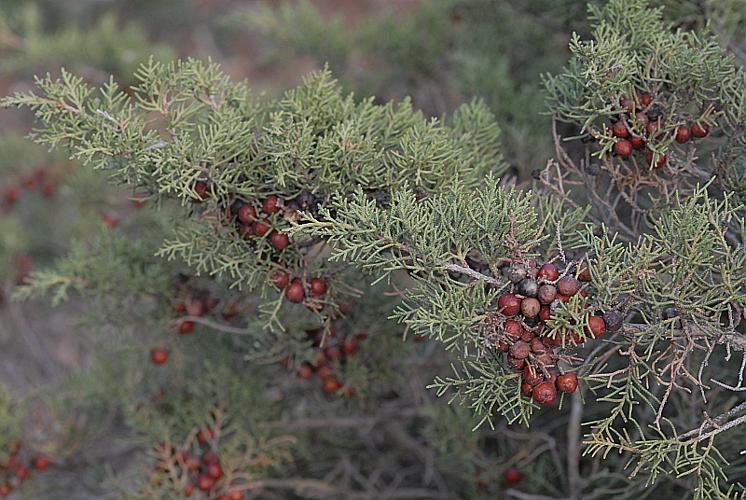 Juniperus phoenicea L. © DALMAS Jean-Pierre