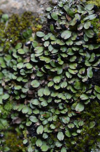 Targionia hypophylla L. © GARRAUD Luc