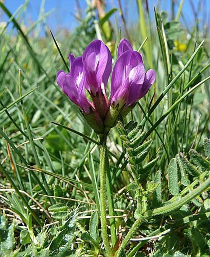 Astragalus danicus Retz., 1783 © VILLARET Jean-Charles