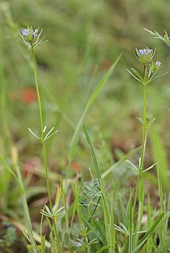 Asperula arvensis L. © PACHES Gilles