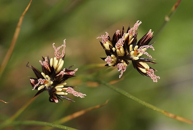 Juncus jacquinii L. © BONNET Véronique