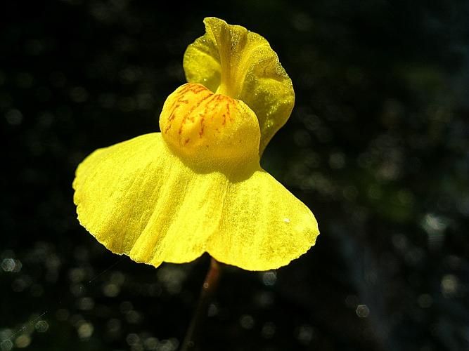 Utricularia australis R. Br. © VILLARET Jean-Charles