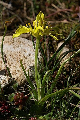 Gagea lacaitae Terracc. © PACHES Gilles