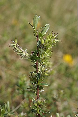 Salix repens L. © PACHES Gilles