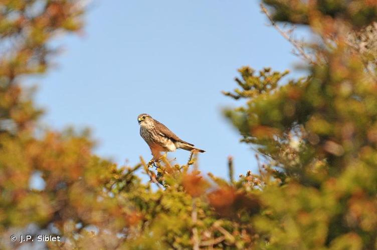 <i>Falco columbarius</i> Linnaeus, 1758 © J.P. Siblet