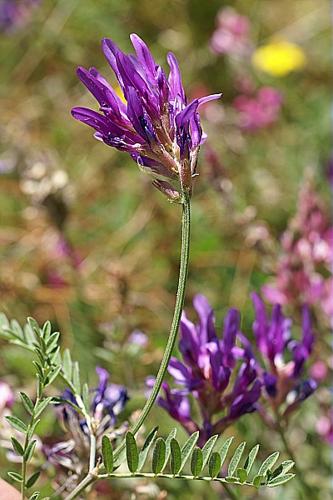Astragalus onobrychis L. © PACHES Gilles