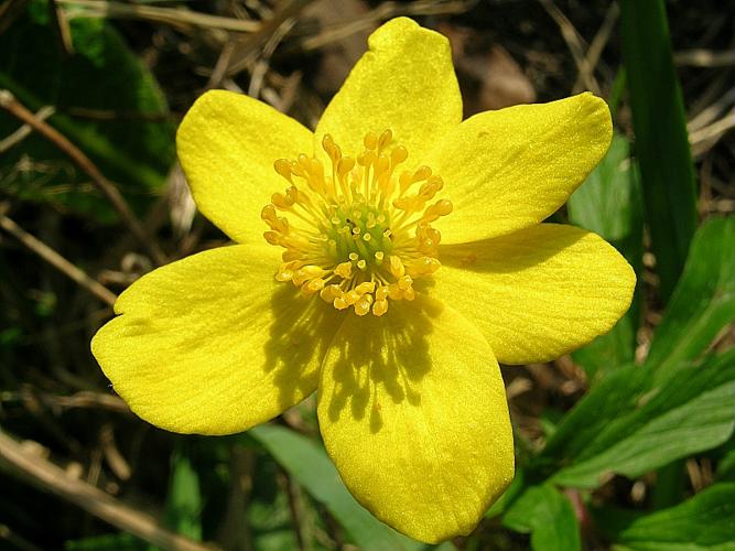 Anemone ranunculoides L. subsp. ranunculoides © VILLARET Jean-Charles