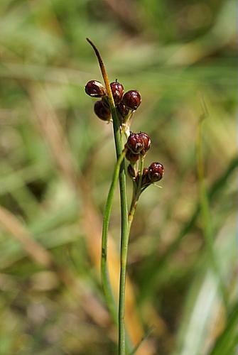 Juncus compressus Jacq. © PACHES Gilles