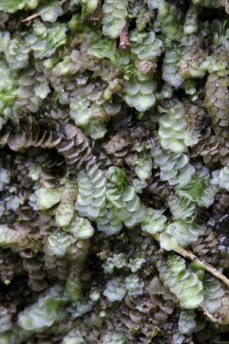 Calypogeia azurea Stotler et Crotz © LEGLAND Thomas