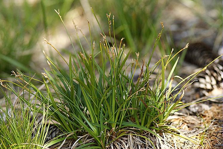 Carex ornithopoda Willd. © BONNET Véronique