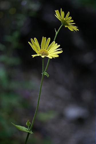 Doronicum pardalianches L. © PACHES Gilles