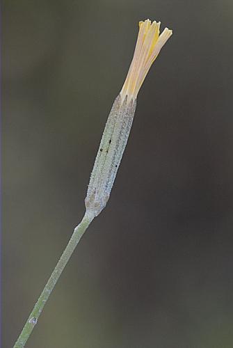 Chondrilla juncea L., 1753 © DALMAS Jean-Pierre