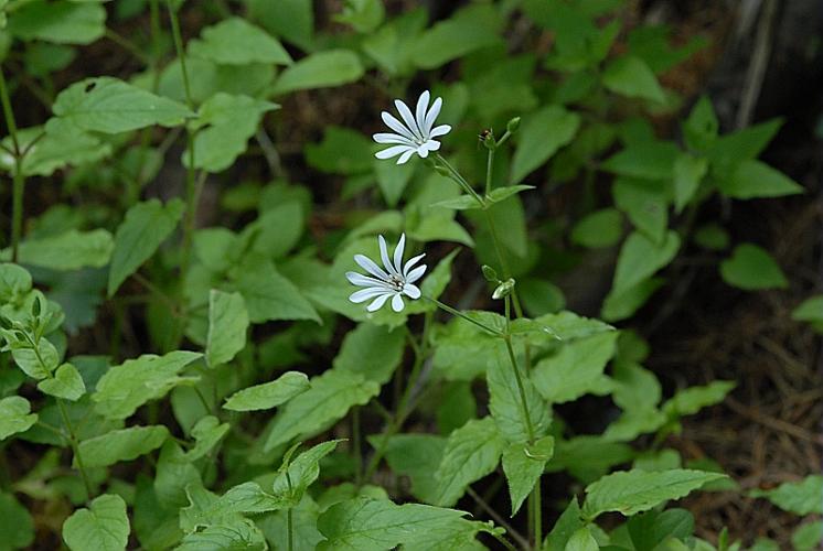 Stellaria nemorum L., 1753 © DALMAS Jean-Pierre