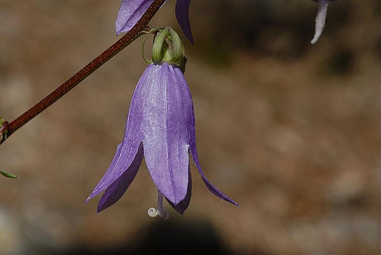 Campanula rapunculoides L. © DALMAS Jean-Pierre