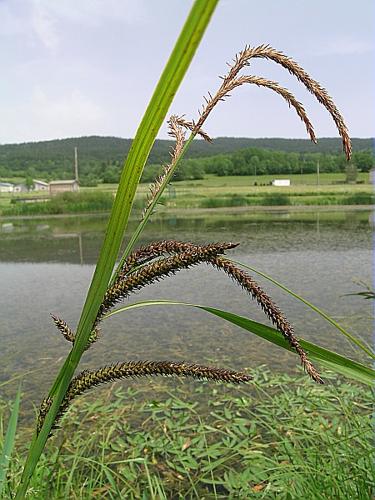 Carex acuta L. © VILLARET Jean-Charles