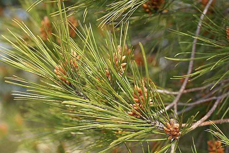 Pinus halepensis Miller © PACHES Gilles