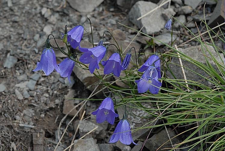 Campanula scheuchzeri Vill. © DALMAS Jean-Pierre