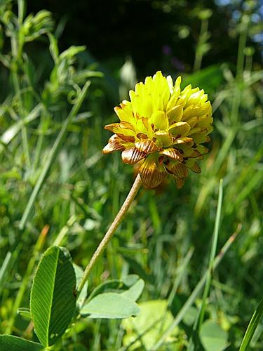 Trifolium badium Schreber © VILLARET Jean-Charles