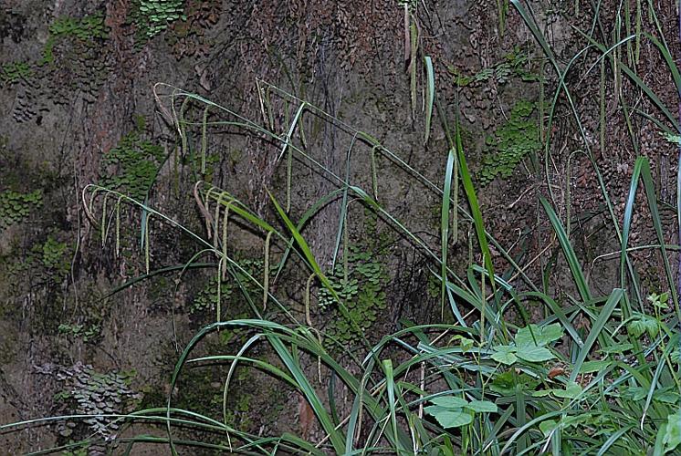 Carex pendula Hudson © DALMAS Jean-Pierre
