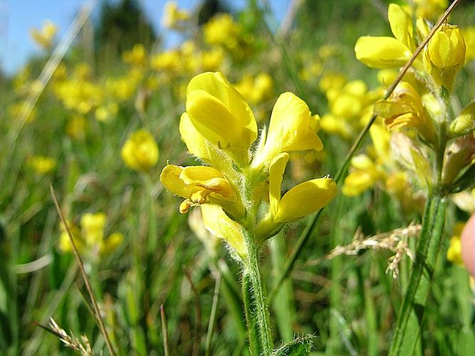 Genista sagittalis L. © VILLARET Jean-Charles