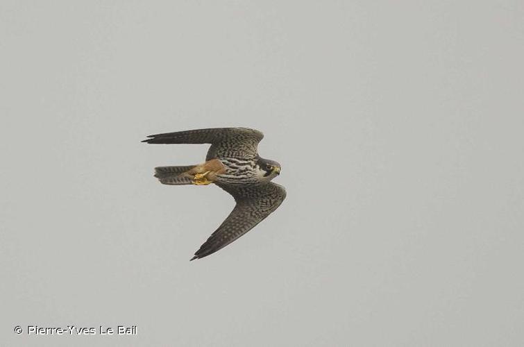 <i>Falco subbuteo</i> Linnaeus, 1758 © Pierre-Yves Le Bail