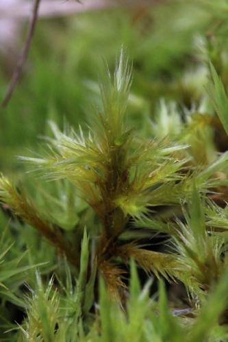 Tomentypnum nitens (Hedw.) Loeske © LEGLAND Thomas