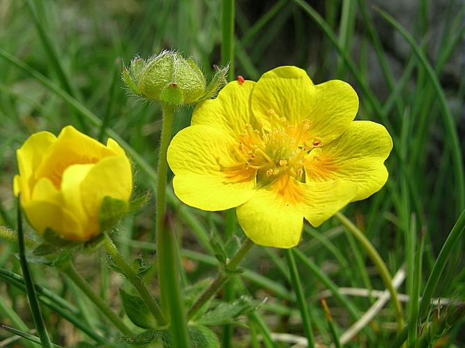 Potentilla crantzii (Crantz) Beck ex Fritsch, 1897 © VILLARET Jean-Charles