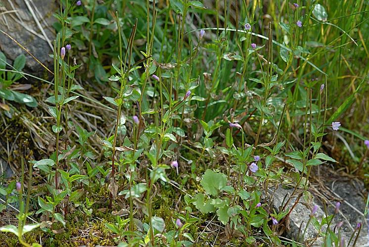 Epilobium alsinifolium Vill. © DALMAS Jean-Pierre