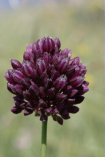 Allium rotundum L Stearn © PACHES Gilles