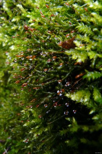 Homalia trichomanoides (Hedw.) Brid. © GARRAUD Luc