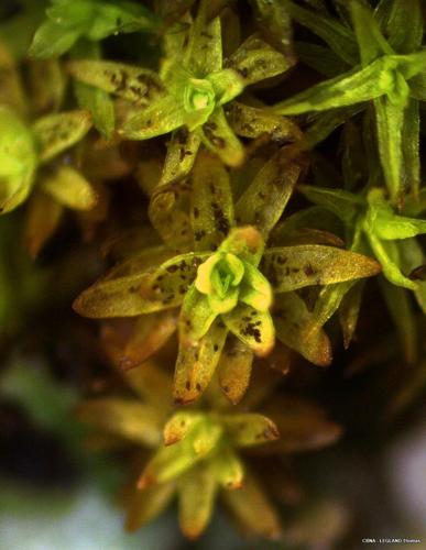 Orthotrichum obtusifolium Brid. © LEGLAND Thomas