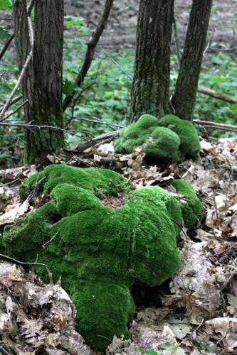 Leucobryum juniperoideum (Brid.) Mull.Hal. © LEGLAND Thomas