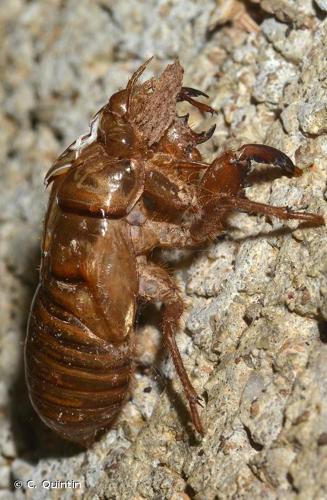 <i>Tibicina haematodes</i> (Scopoli, 1763) © C. Quintin