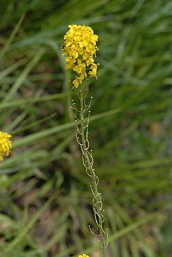 Sisymbrium austriacum Jacq., 1775 © DALMAS Jean-Pierre