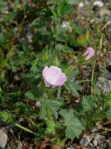 Althaea hirsuta L. © MIKOLAJCZAK Alexis