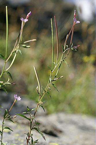 Epilobium collinum C.C. Gmelin © PACHES Gilles