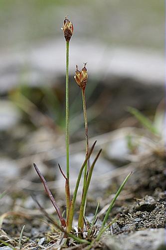 Juncus triglumis L. © PACHES Gilles