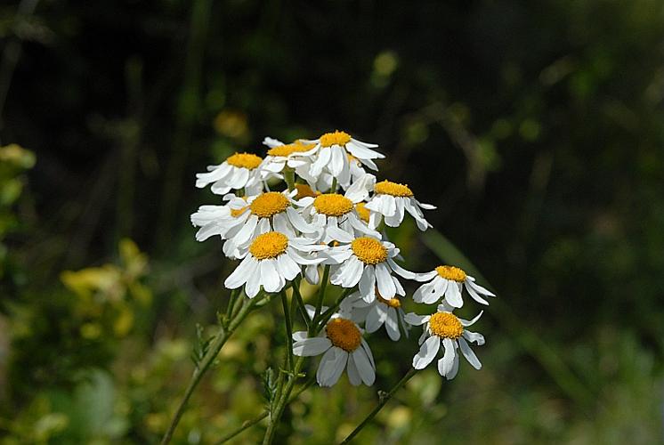 Tanacetum corymbosum (L.) Schultz Bip. © DALMAS Jean-Pierre