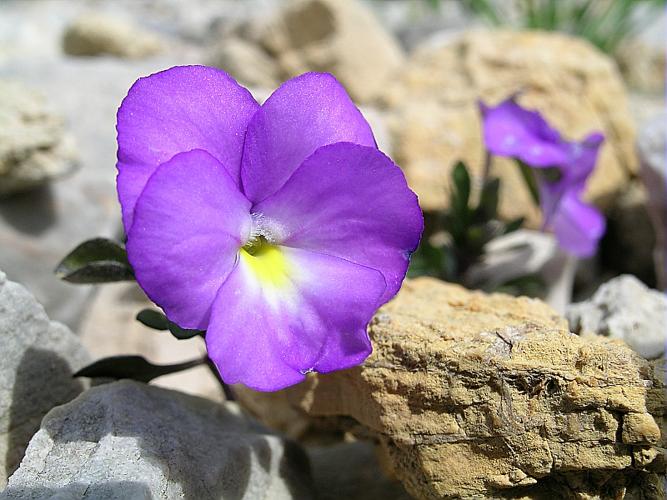 Viola cenisia L., 1763 © VILLARET Jean-Charles