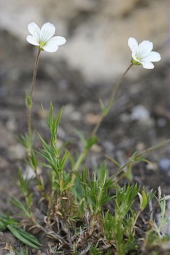 Arenaria grandiflora L. © PACHES Gilles