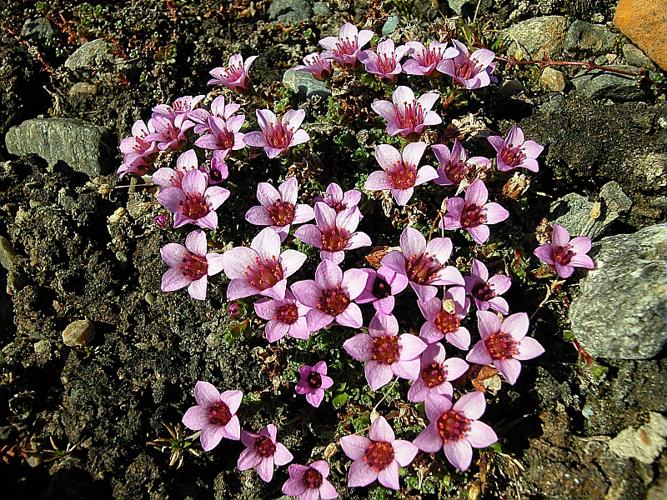 Saxifraga oppositifolia L. © VILLARET Jean-Charles