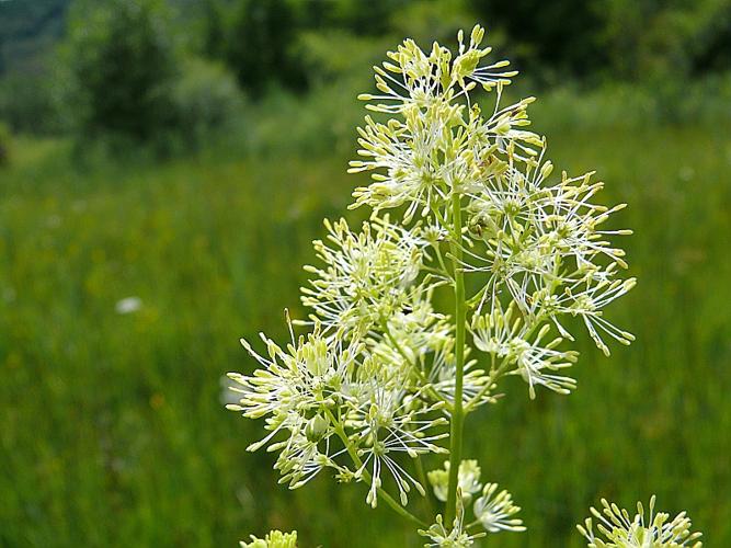 Thalictrum flavum L. © BONNET Véronique