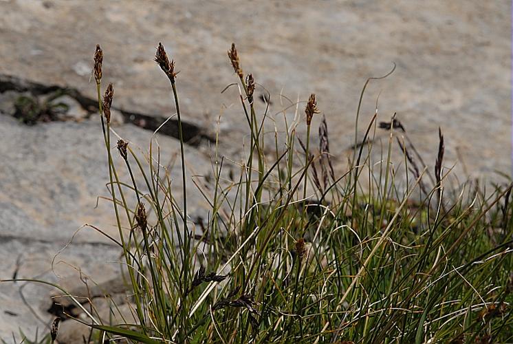 Carex curvula All. subsp. rosae Gilomen © DALMAS Jean-Pierre