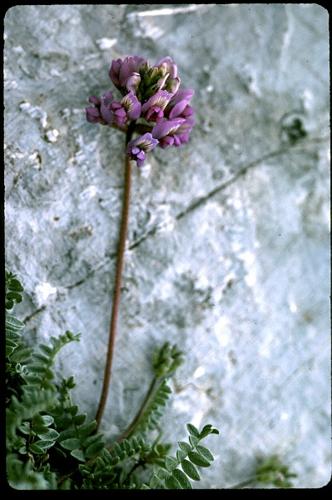 Oxytropis amethystea Arvet-Touvet © DALMAS Jean-Pierre