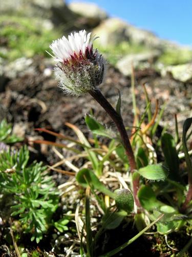 Erigeron uniflorus L., 1753 © VILLARET Jean-Charles