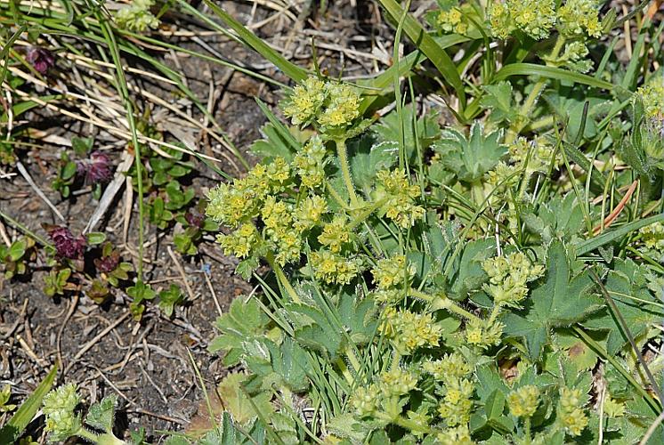 Alchemilla glaucescens Wallr. © DALMAS Jean-Pierre