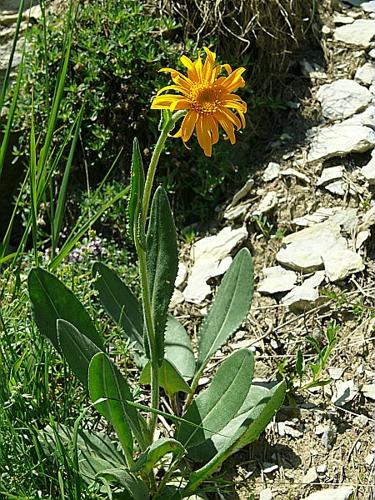 Senecio doronicum (L.) L., 1759 © BONNET Véronique