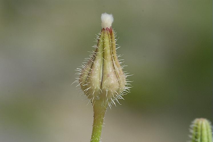 Urospermum picroides (L.) Scop. ex F.W.Schmidt, 1795 © DALMAS Jean-Pierre